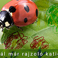 banner_watermarkless