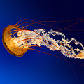 jellyfish